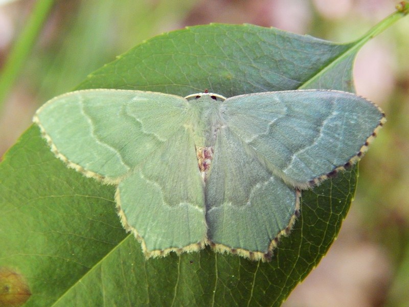 Geometridae (verde) : ID - Hemithea aestivaria
